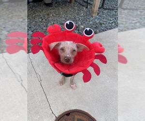 Mutt Dogs for adoption in Waterford, VA, USA