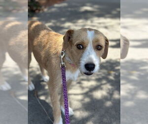 Mutt Dogs for adoption in San Diego, CA, USA