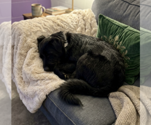 Labradoodle Dogs for adoption in Genesee, WI, USA