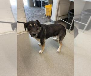 German Shepherd Dog-Unknown Mix Dogs for adoption in San Bernardino, CA, USA
