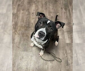 American Pit Bull Terrier Dogs for adoption in Aurora, IL, USA