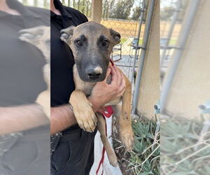 Mutt Dogs for adoption in Imlay City, MI, USA