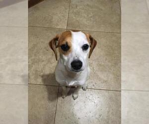 Rat Terrier Dogs for adoption in Tampa, FL, USA