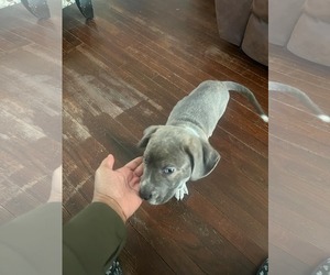 Medium Photo #11 Mutt Puppy For Sale in Holly Springs, NC, USA