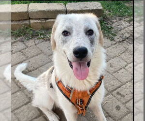 Great Pyrenees-Maremma Sheepdog Mix Dogs for adoption in Higley, AZ, USA