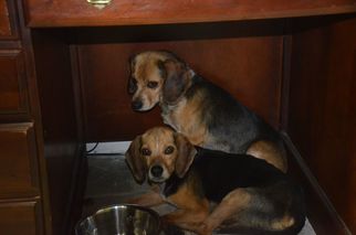 Beagle Dogs for adoption in Athens, AL, USA