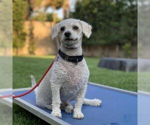 Poodle (Miniature) Dogs for adoption in Long Beach, CA, USA