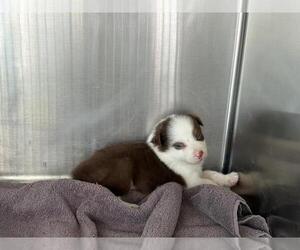 Australian Shepherd Dogs for adoption in Norco, CA, USA