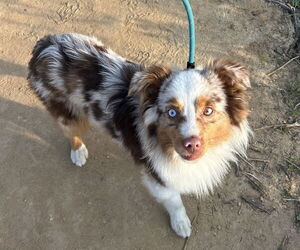 Australian Shepherd Dogs for adoption in Newport Beach, CA, USA