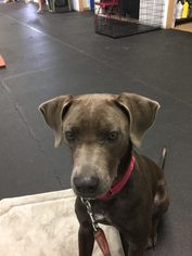 Blue Lacy Dogs for adoption in Burleson, TX, USA