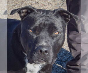 American Bulldog-American Staffordshire Terrier Mix Dogs for adoption in Huntley, IL, USA