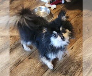 Pomeranian Dogs for adoption in Walnutport, PA, USA