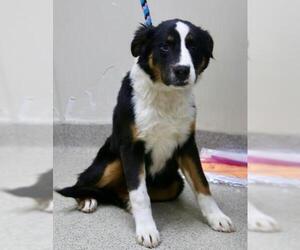 Bernese Mountain Dog Dogs for adoption in Little Rock, AR, USA