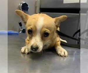 Chihuahua-Unknown Mix Dogs for adoption in Visalia, CA, USA