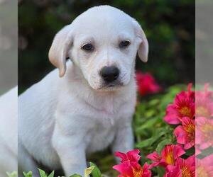 Labrador Retriever-Unknown Mix Dogs for adoption in San Diego, CA, USA