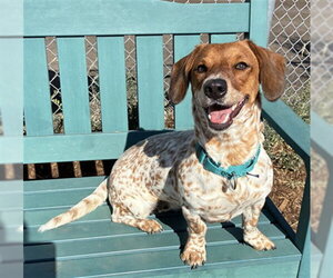 Dachshund-Unknown Mix Dogs for adoption in Denver, CO, USA
