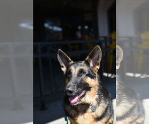 German Shepherd Dog Dogs for adoption in Modesto, CA, USA
