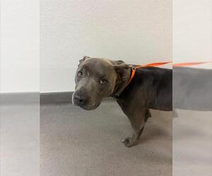American Pit Bull Terrier Dogs for adoption in HESPERIA, CA, USA