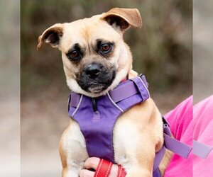 Mutt Dogs for adoption in Ellijay, GA, USA