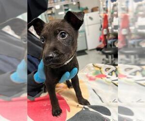 Labrador Retriever-Unknown Mix Dogs for adoption in Downey, CA, USA