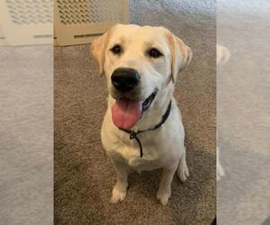 Labrador Retriever Dogs for adoption in Livonia, MI, USA