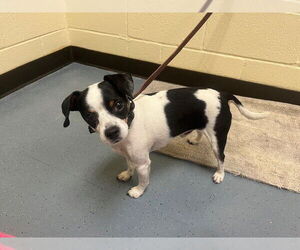 Chihuahua-Unknown Mix Dogs for adoption in Denver, CO, USA