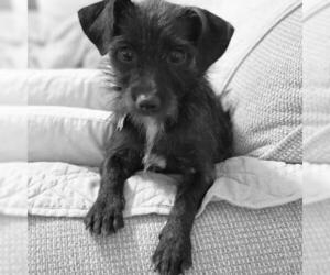 Dachshund Dogs for adoption in Helena, AL, USA