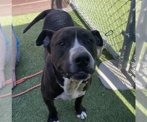 American Pit Bull Terrier Dogs for adoption in Camarillo, CA, USA