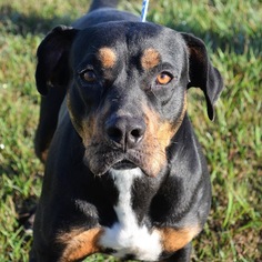 Boxweiler Dogs for adoption in bailey Island, ME, USA