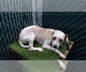 Beagle-Unknown Mix Dogs for adoption in Downey, CA, USA
