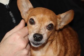 Medium Photo #1 Chiweenie Puppy For Sale in Mankato, MN, USA
