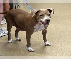 American Pit Bull Terrier-Unknown Mix Dogs for adoption in Plano, TX, USA