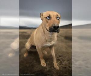 German Shepherd Dog-Siberian Husky Mix Dogs for adoption in HESPERIA, CA, USA