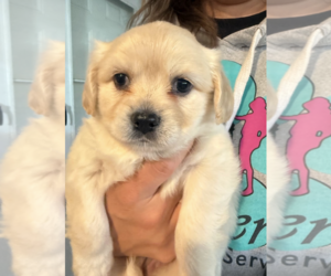 Maltese-Unknown Mix Dogs for adoption in Rockville, MD, USA