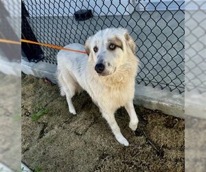 Great Pyrenees-Unknown Mix Dogs for adoption in Temple, TX, USA