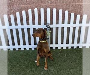 Doberman Pinscher-Unknown Mix Dogs for adoption in Modesto, CA, USA