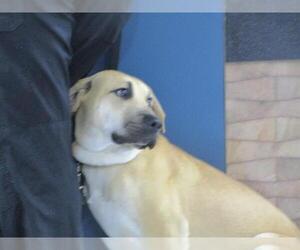 Labrador Retriever-Unknown Mix Dogs for adoption in Temple, TX, USA