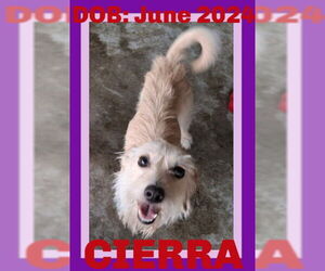 Mutt Dogs for adoption in Sebec, ME, USA