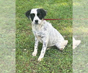 Borador Dogs for adoption in Wetumpka, AL, USA
