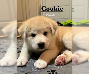 Pyrenees Husky Dogs for adoption in Bellevue, WA, USA