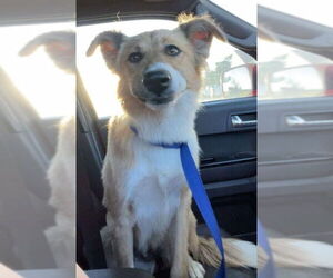 Australian Shepherd-Collie Mix Dogs for adoption in Grafton, WI, USA