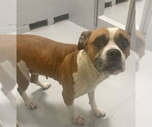 Bullboxer Pit Dogs for adoption in Augusta, GA, USA