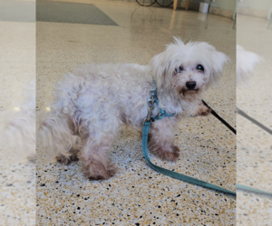 Maltese Dogs for adoption in Brooklyn, NY, USA
