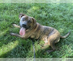 Small American Pit Bull Terrier