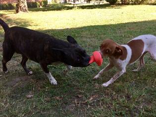 Italian Greyhuahua Dogs for adoption in Clifton, TX, USA