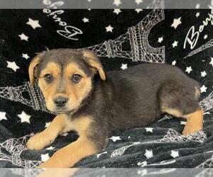 Shepweiller Dogs for adoption in HESPERIA, CA, USA