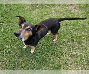 Dachshund-Unknown Mix Dogs for adoption in Grovetown, GA, USA