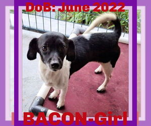 Chihuahua-Unknown Mix Dogs for adoption in Sebec, ME, USA