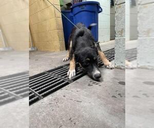 German Shepherd Dog-Unknown Mix Dogs for adoption in Stockton, CA, USA