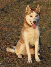 Siberian Husky Dogs for adoption in White River Junction, VT, USA